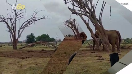 Moving Video Shows Baby Elephant Reuniting With Mom After Being Trapped in Water Hole