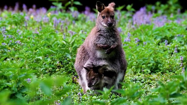 wildlife - Birds and Animals are the Most Beautiful creature in the world - Meditative Mind