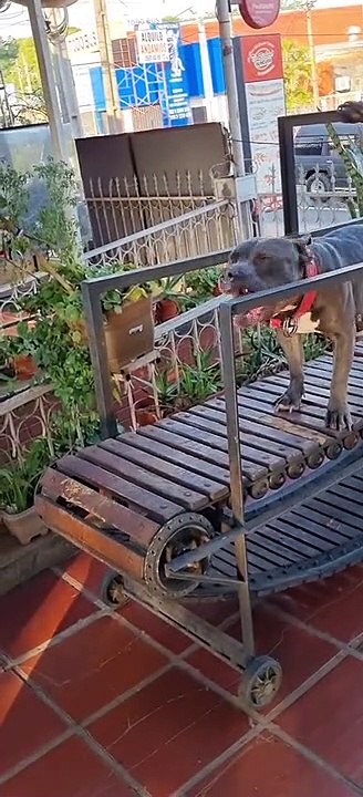 Dog Exercises on Wooden Treadmill