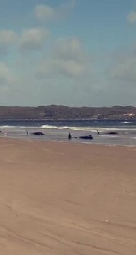 Beached whales at Ocean Beach