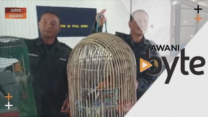 #AWANIByte: PGA Sarawak patahkan cubaan seludup 30 ekor murai