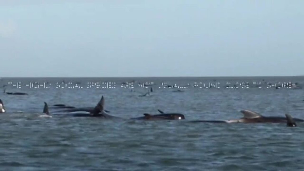 Whales stranded in Macquarie Harbour - The Advocate