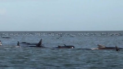 Whales stranded in Macquarie Harbour - The Advocate