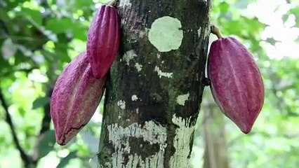 Cacaoculture : le Fonsti s'intéresse à la qualité des fèves