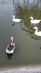 Cute Goose  Noise Video By Kingdom of Awais