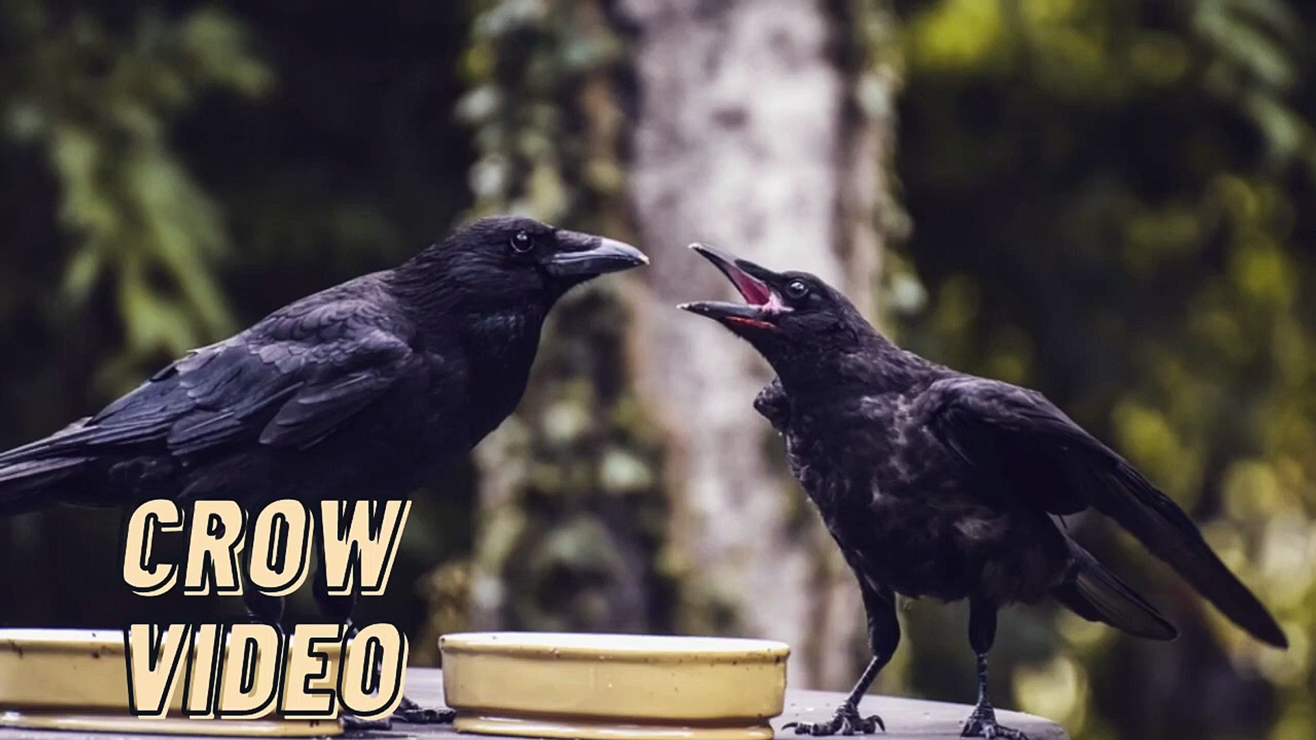 ⁣Black Crow Bird Sounds Effects Video By Kingdom Of Awais
