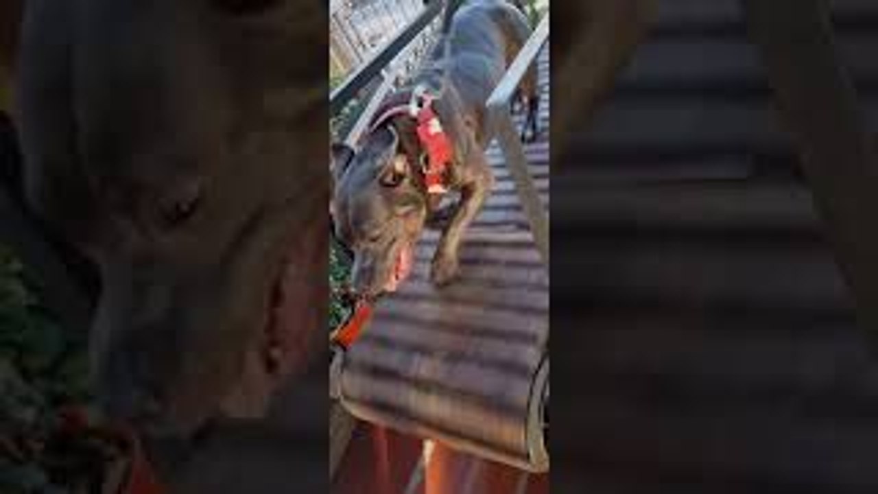 Dog Exercises on Wooden Treadmill