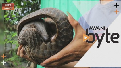 #AWANIByte: Tenggiling sumber sebar koronavirus?