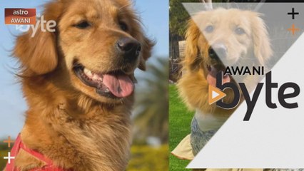 #AWANIByte: Koyakkan pasport, anjing selamatkan tuan batal perjalanan ke Wuhan