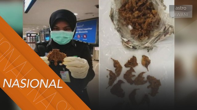 Lelaki Myanmar ditahan bersama daging tikus kering