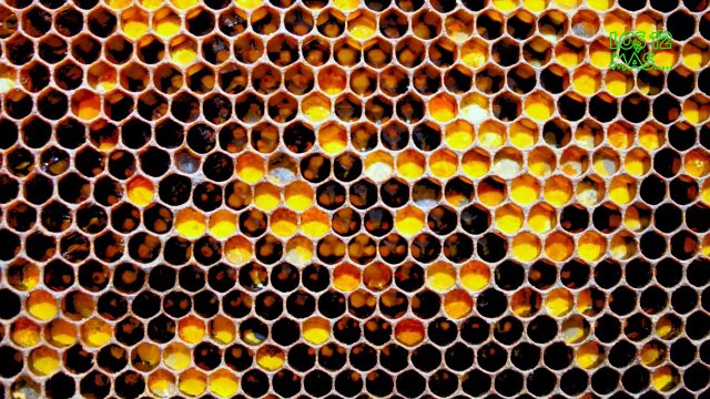 Fobias mas extrañas