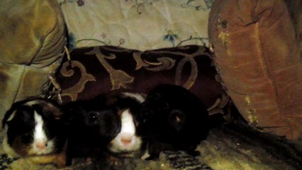CAVIA PORCELLUS PIXIE CLOVER PIXIE CLOVER 102_8243