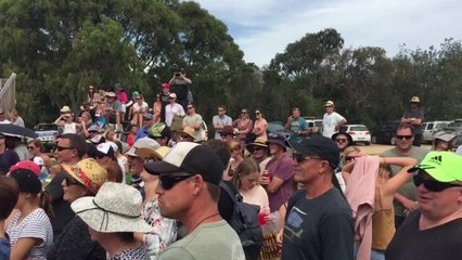 Bega District News Tathra Pig Races NYE 2018 #2