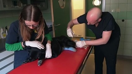 The Cats and Dogs FLEEING Bloodshed in Ukraine