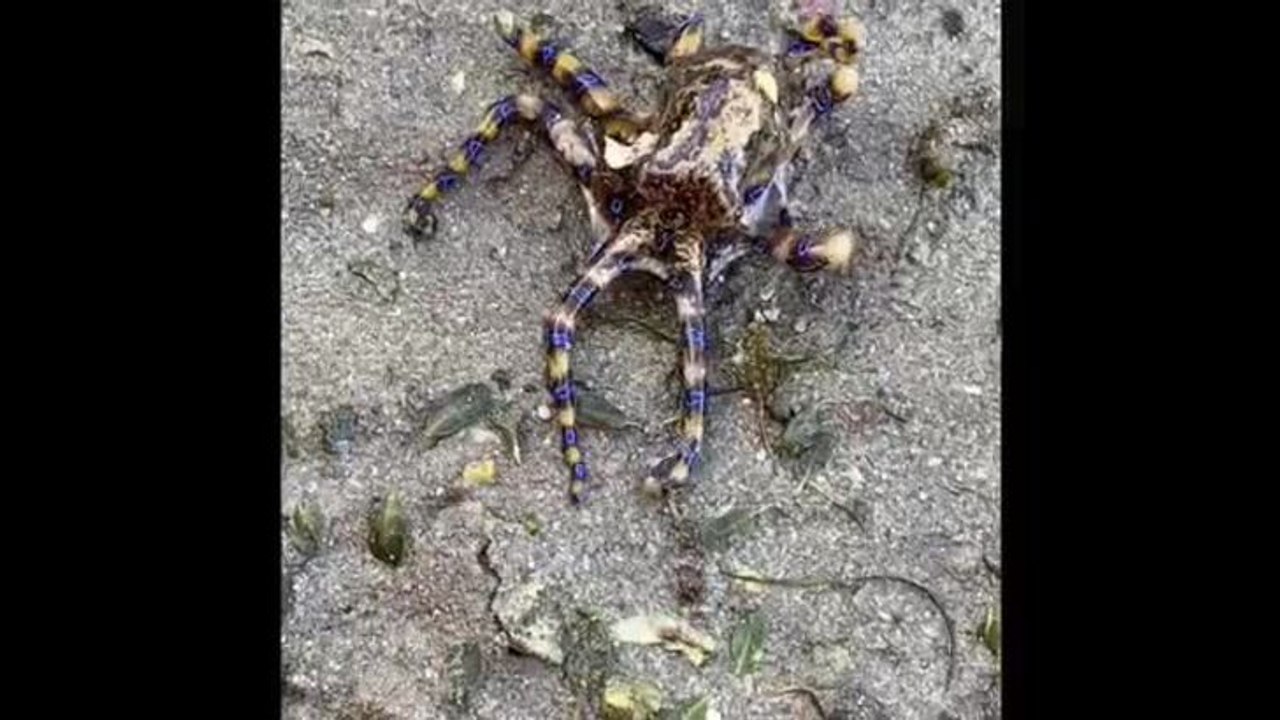 Blue ringed octopus 1