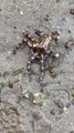 Blue-ringed octopus 1