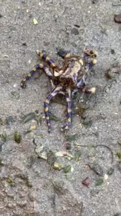 Blue-ringed octopus 1