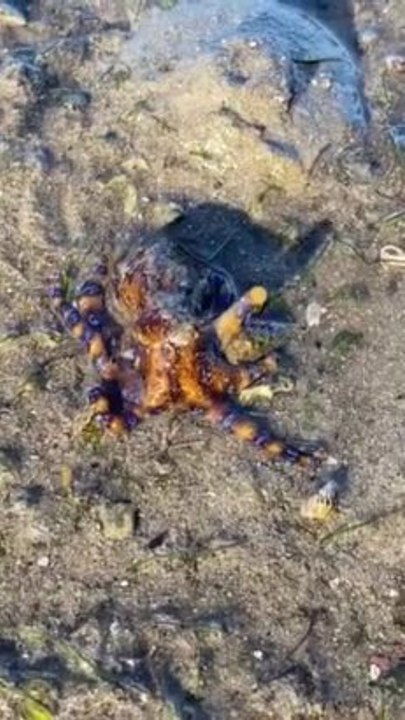 Blue-ringed octopus