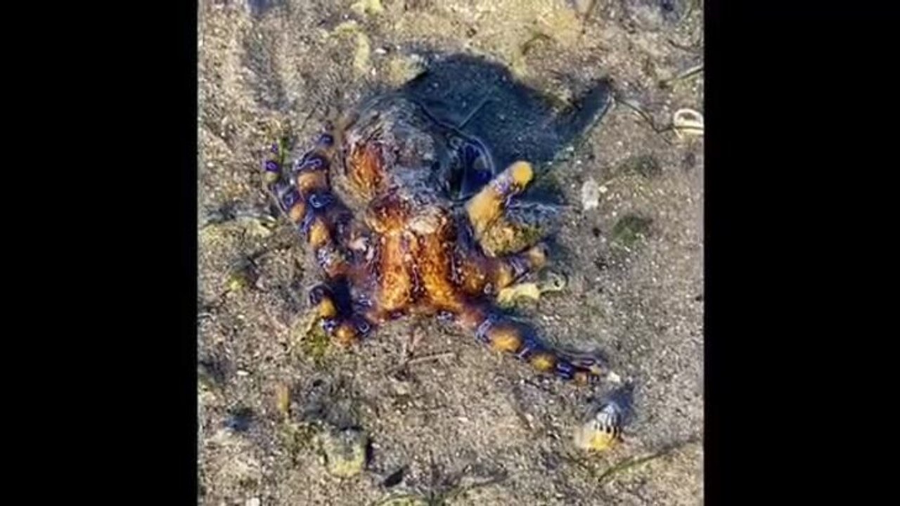 Blue-ringed octopus