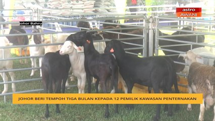 Johor beri tempoh tiga bulan kepada 12 pemilik kawasan penternakan