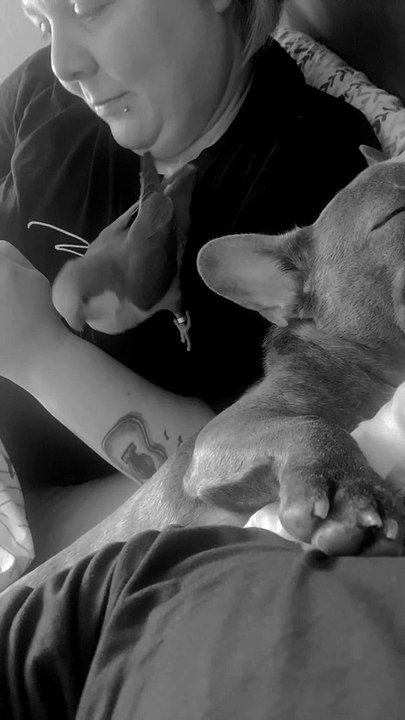 Parrot Pesters Puppy
