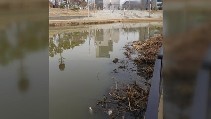 갑자기 내린 비에...호수공원 물고기 천마리 떼죽음 / YTN