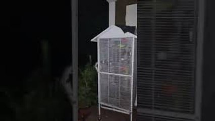 Man Finds Snake Trying to Eat His Pet Birds