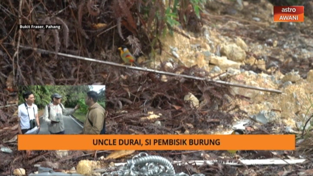 Cara siulan memanggil burung