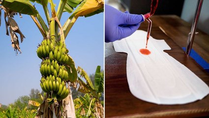 VIDEO: How banana plant waste is turned into menstrual pads