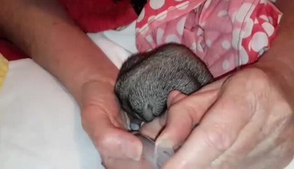 Echidna puggle feeding