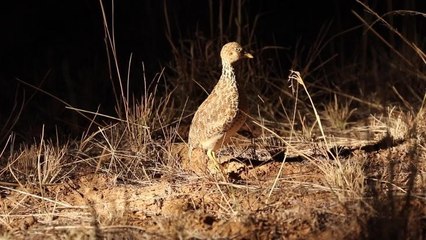 Plains-wanderer wild collection