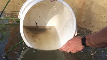 DL Release into lion moat closeup