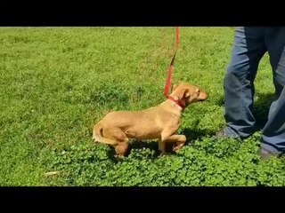 Sasha - pet of the week