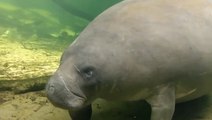 Georgia Aquarium joins efforts to save manatees