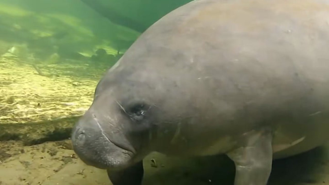 Georgia Aquarium joins efforts to save manatees