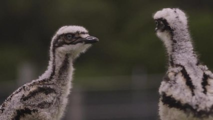 SYMBIO  Curlew Chicks trying to make new friends Video Filmed & Edited by Kevin Fallon | Symbio Wildlife Park