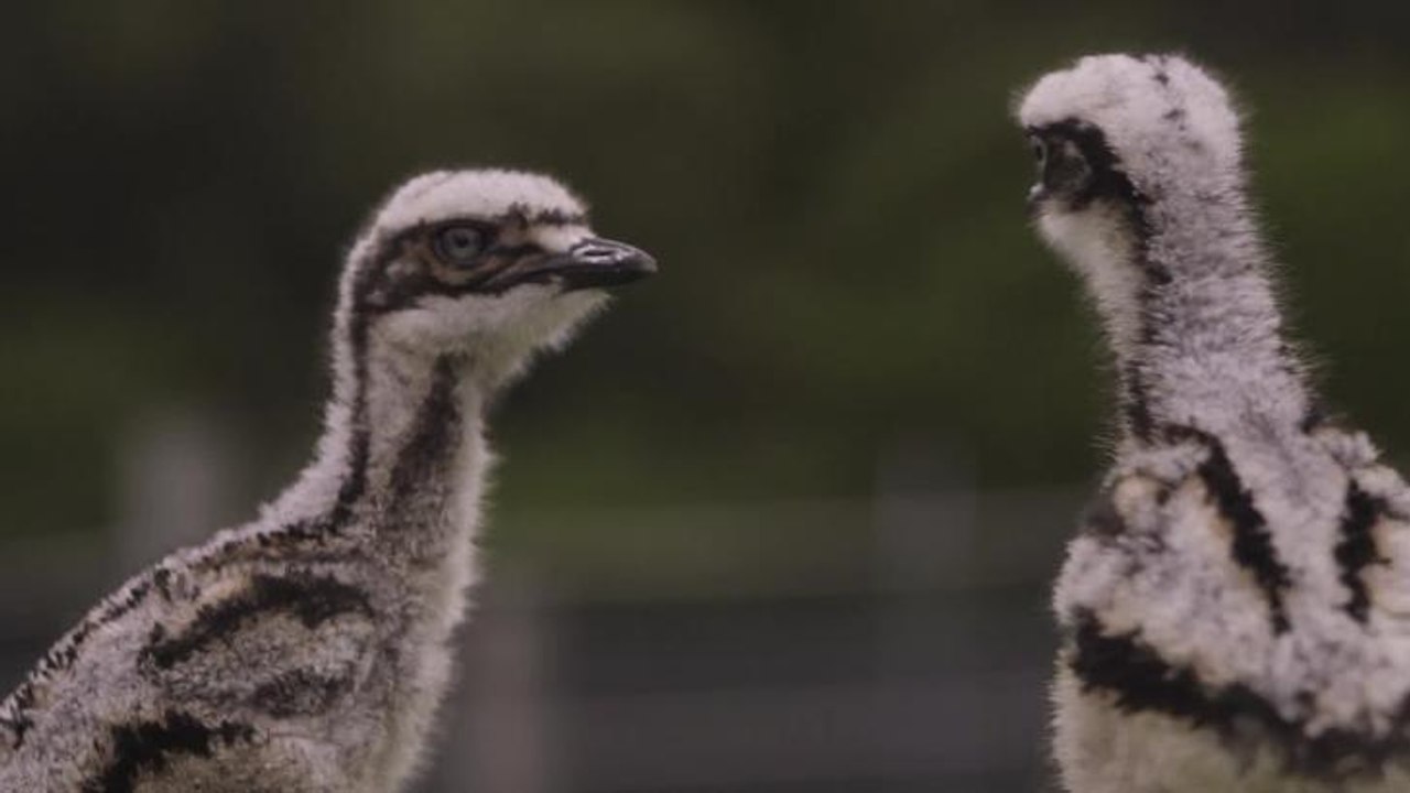 SYMBIO  Curlew Chicks trying to make new friends Video Filmed & Edited by Kevin Fallon | Symbio Wildlife Park