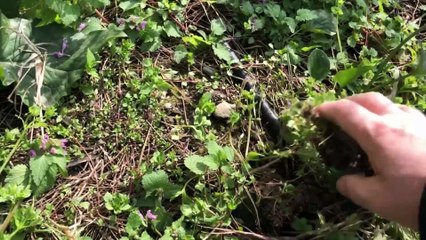 Yılan Otu Yılan Yastığı Nedir Nasıl Kullanılır Arum maculatum