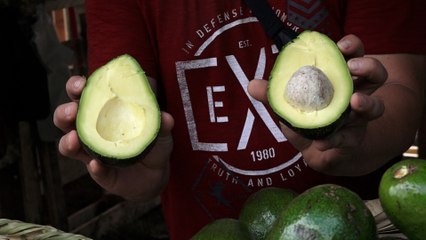 INTA organiza feria del aguacate en Managua