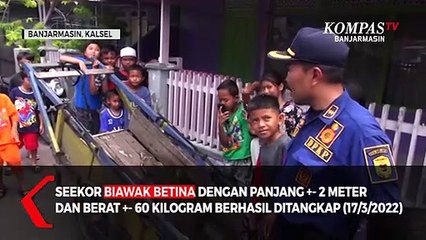 Biawak Besar Sepanjang 2 Meter Berhasil Ditangkap, Petugas Damkar : Terbesar dalam Sejarah Kami