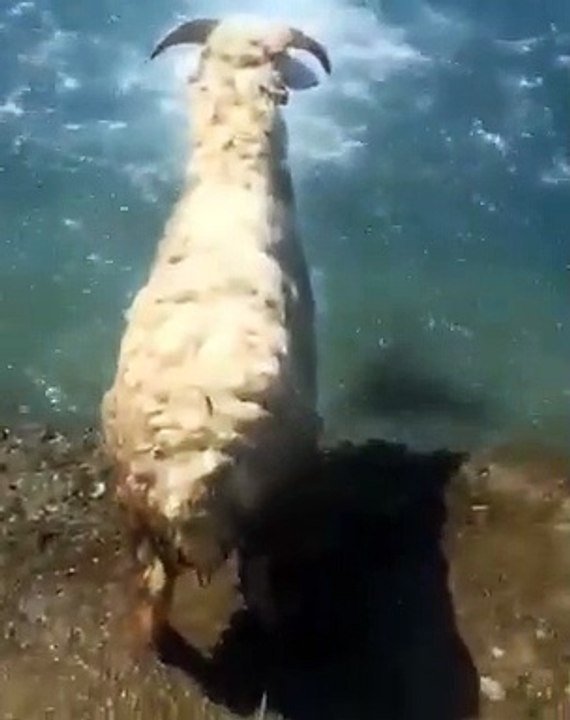 خروف_مثل_هذا_لا_يُذبح_في_العيد_☝️تشتري_له_ملابس_جديدة_أوكي_(