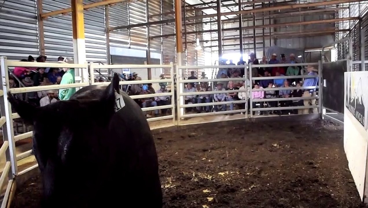 Lot 17 at the Alpine Angus stud bull sale | March, 17, 2022 | Stock and Land