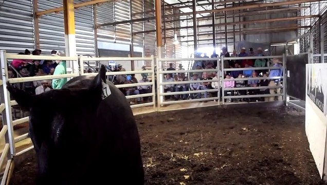 Lot 17 at the Alpine Angus stud bull sale | March, 17, 2022 | Stock and Land