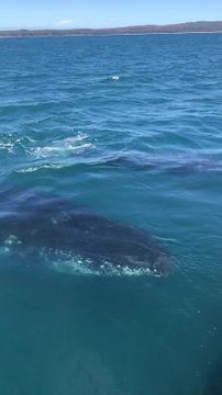 ILLAWARRA MERCURY Dolphin Watch Cruises whale watching video at Jervis Bay