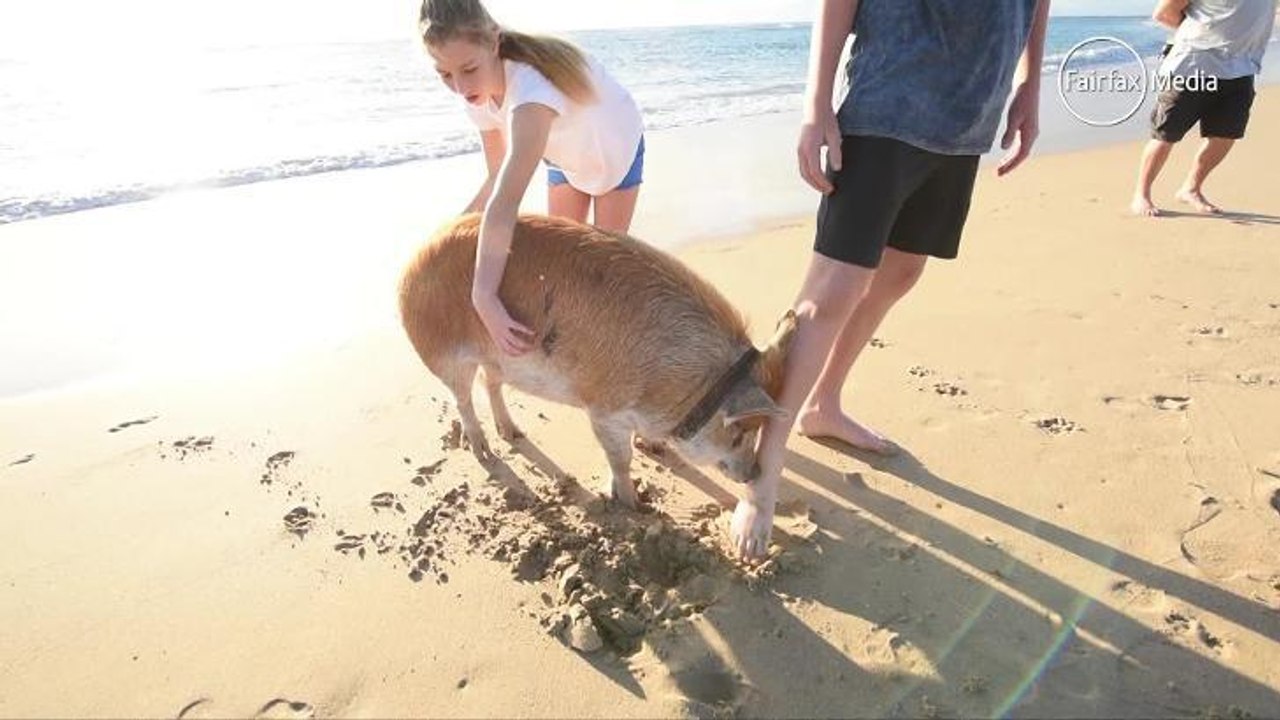 Pig video