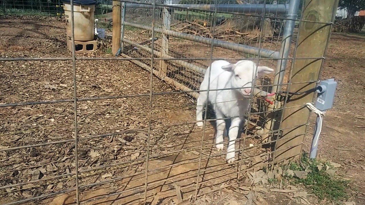 Watch the Baby Sheep move inside the Fence Lancaster South Carolina
