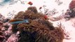 UAE: How the world's first underwater painter captures marine life