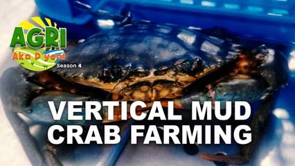 Crab Fattening