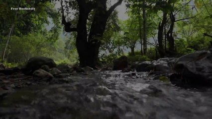 3 Day SOLO Bushcraft & Camping - Make Relaxing Chair From Bamboo, Free Bushcraft