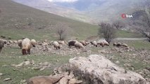 Derecik'te koyunlar meralara çıkmaya başladı